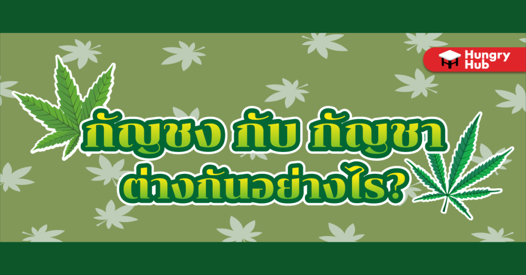 กัญชง กับ กัญชา ต่างกันอย่างไร? เรื่องไม่ลับ ที่ไม่ควรมองข้าม กัญชง กับ กัญชา ต่างกันไง Hungry Hub