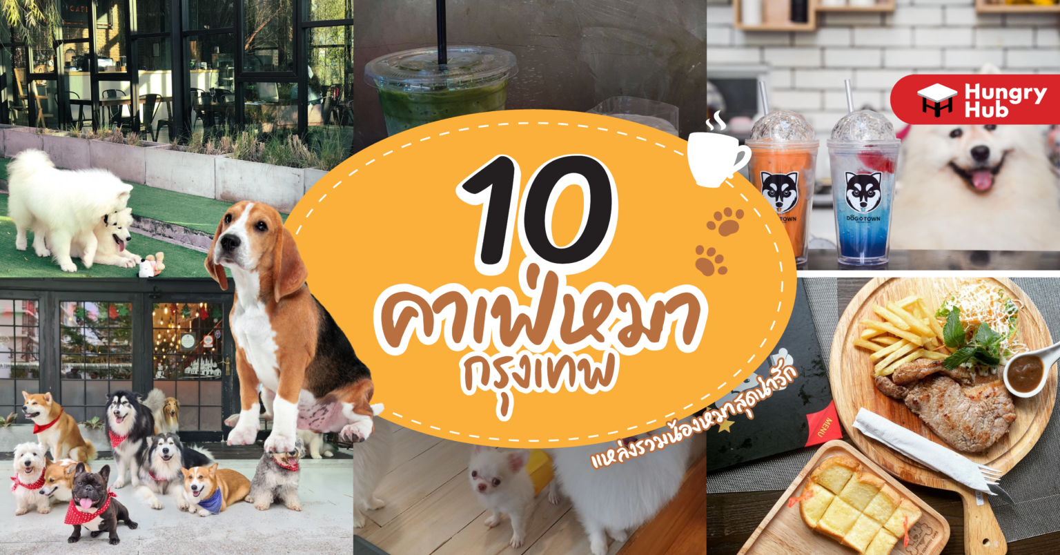 รวม 10 คาเฟ่หมา กรุงเทพ แหล่งรวมน้องหมาสุดน่ารัก (อัปเดต 2024) 10 คาเฟ่หมา กรุงเทพ Hungry Hub