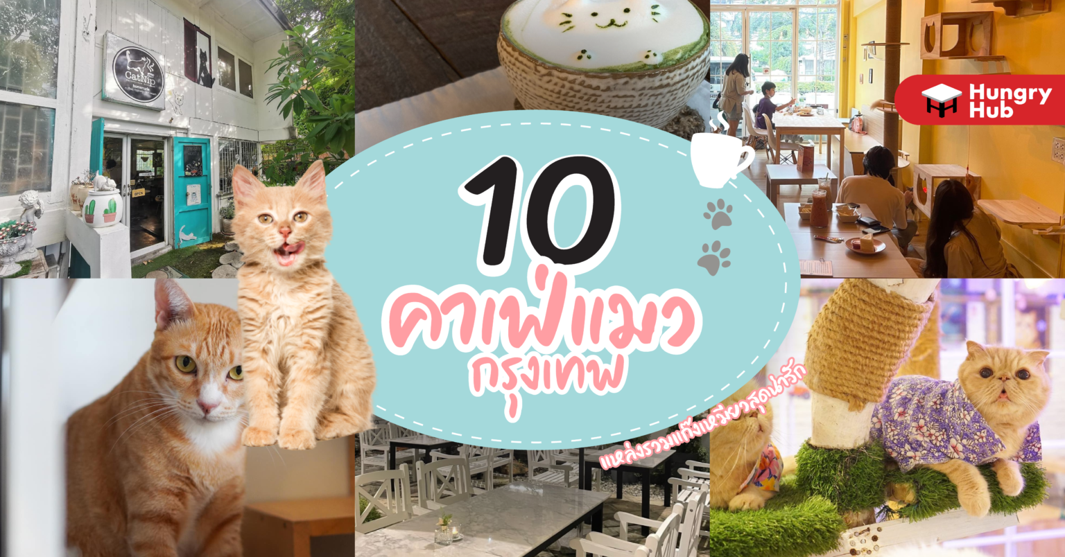 รวม 10 คาเฟ่แมว กรุงเทพ แหล่งรวมแก๊งเหมียวสุดน่ารัก (อัปเดท 2024) 10 คาเฟ่แมว กรุงเทพ Hungry Hub