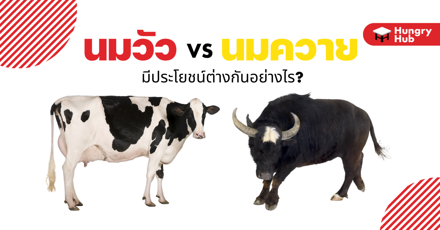 นมวัว VS นมควาย มีประโยชน์ต่างกันอย่างไร? นมวัว VS นมควาย มีประโยชน์ต่างกันอย่างไร