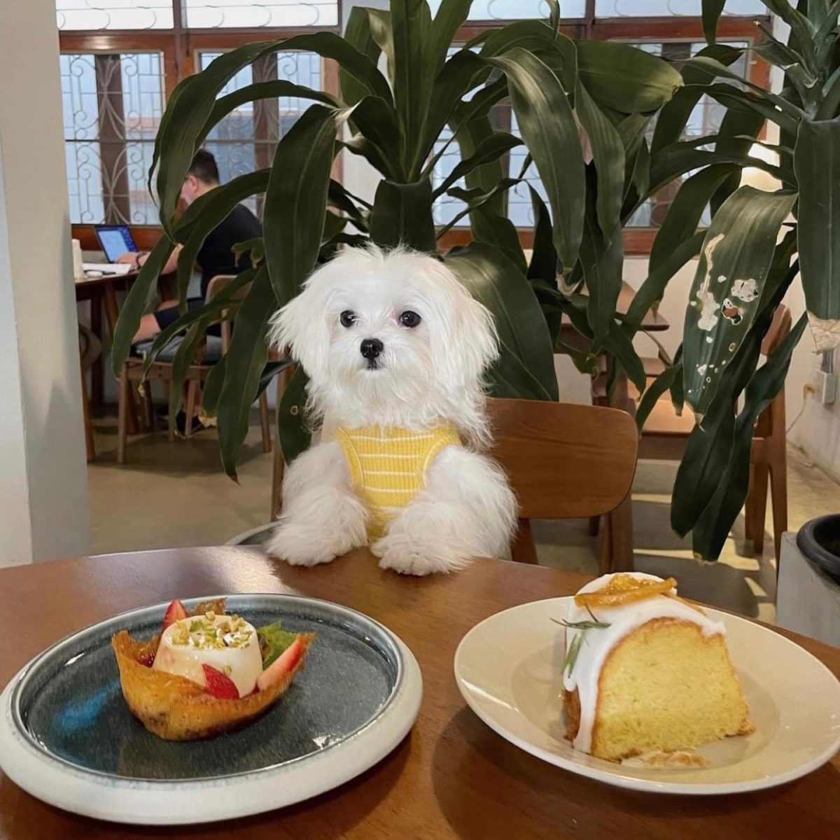 10-pet-friendly-hungry-hub-blog