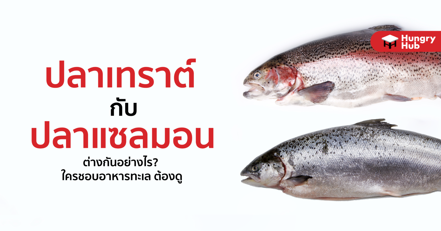 ปลาเทราต์ กับ ปลาแซลมอน ต่างกันอย่างไร? ใครชอบอาหารทะเล ต้องดู ปลาเทราต์ กับ ปลาแซลมอน