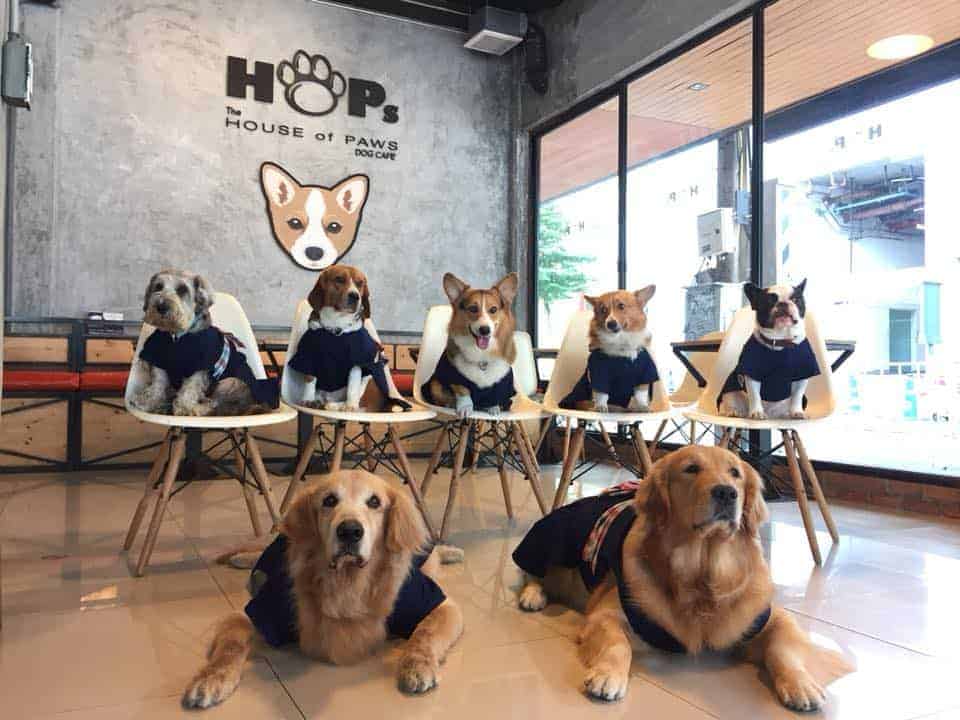 HOPs Dog Cafe