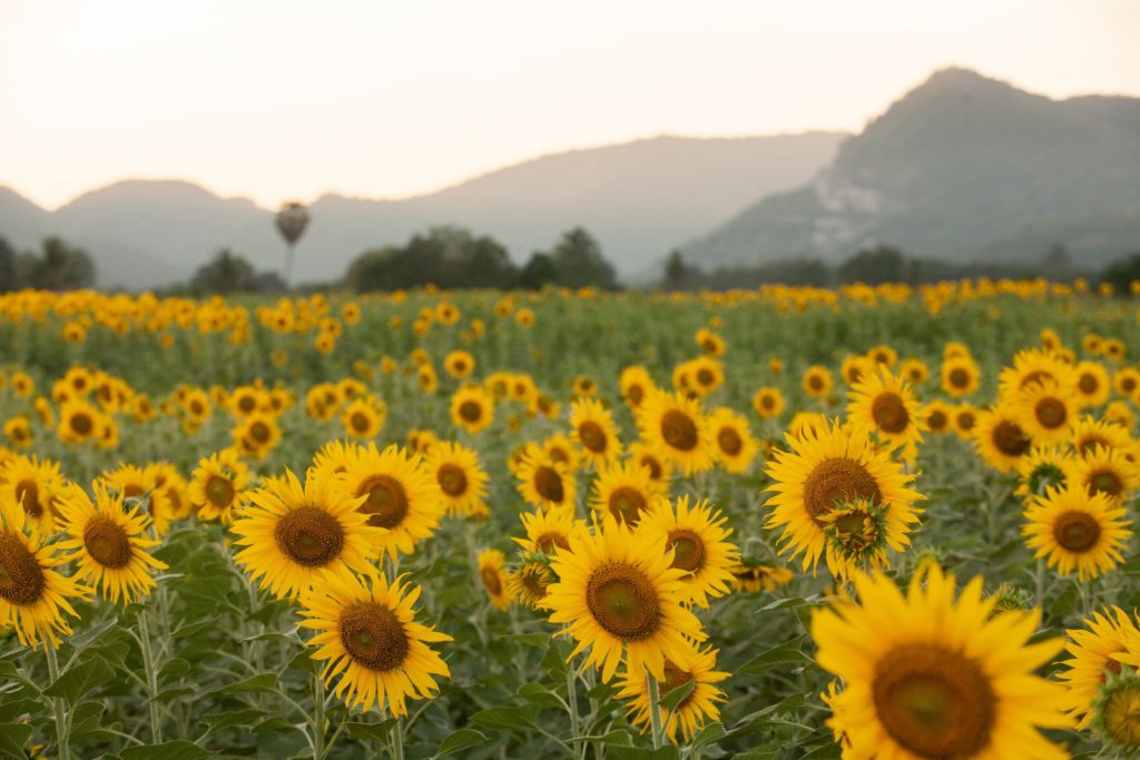 ทุ่งทานตะวันเขาจีนแล ที่เที่ยวปีใหม่ 2566