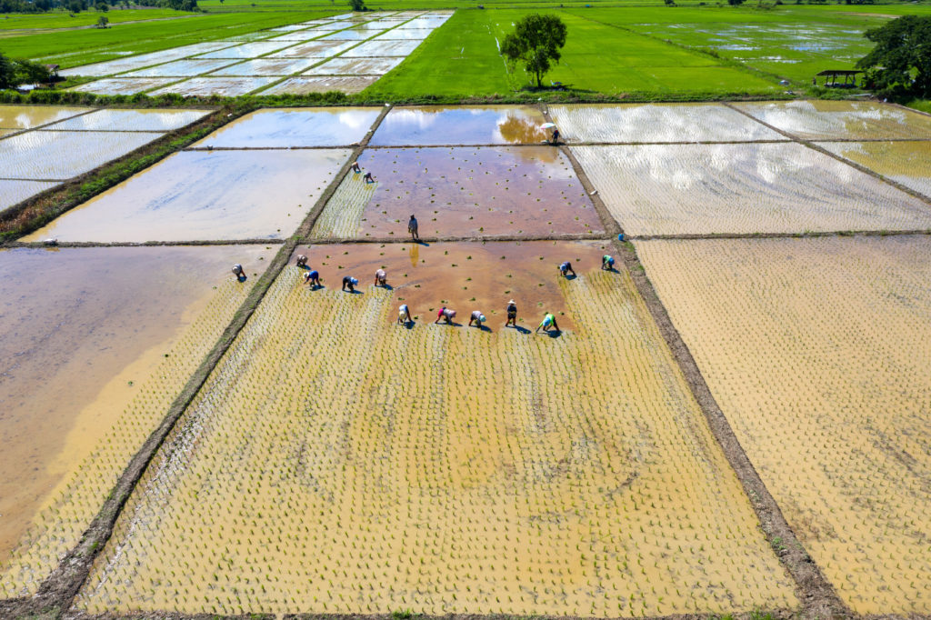 Aerial View Group Traditional Farmer Planting Rice Field 1024x682