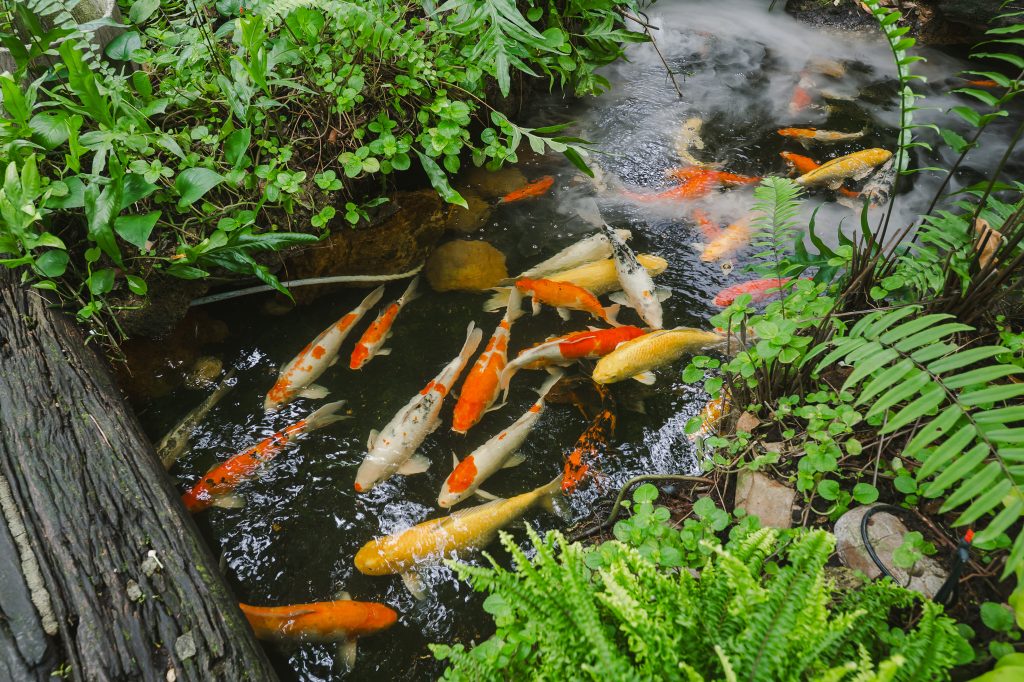 Until Today Fish