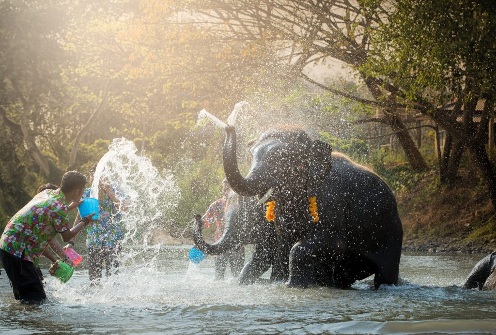 Chiang Mai Elephants Thailand Play Songkran Festival
