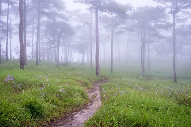 Northern Thailand