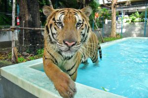 Tiger PARK Pattaya