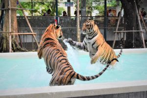 Tiger PARK Pattaya