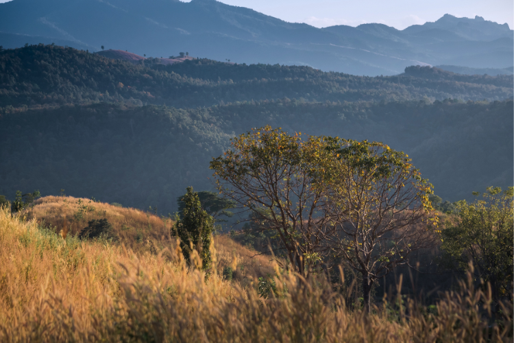 Phrae